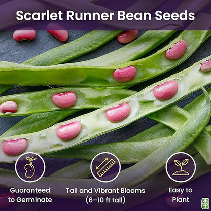 Heirloom Scarlet Runner Beans Seeds - 20 Large Bean Seeds Non GMO - Marde Ross & Company ®