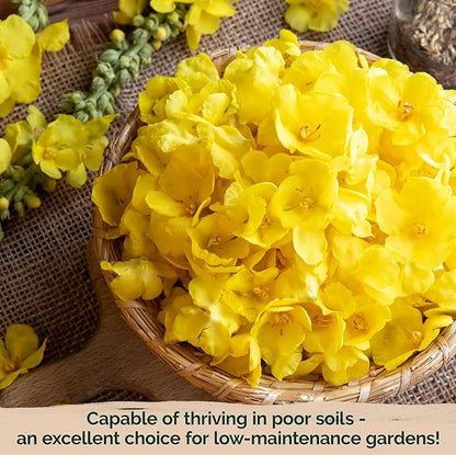 KVITER 1,500 Mullein Seeds for Planting (Verbascum Thapsus) – Mullein Herb, Heirloom Seed Non GMO Organic – Ideal for Herb Garden – US Grown Herbs Flower Seeds