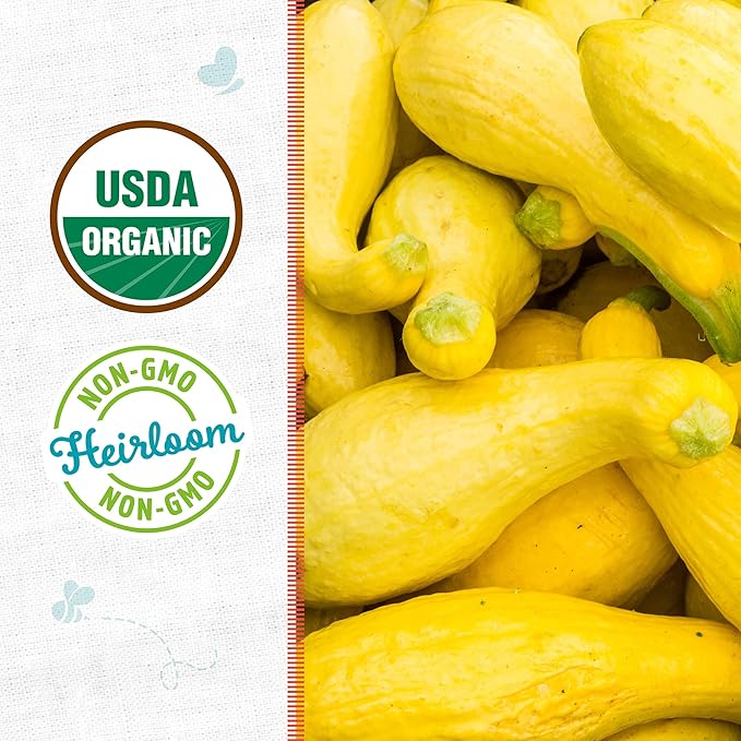 Back to The Roots 100% Organic Heirloom Seeds - Yellow Straightneck Squash Value Pack (5.6g Total)