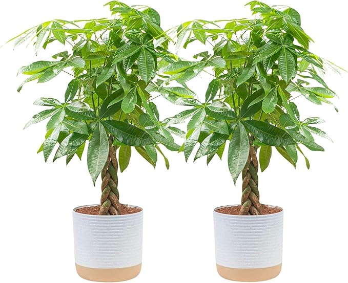 Costa Farms Money Tree Live Plants, Pack of 2 | Easy to Grow Indoor Houseplants in 10-Inch Plant Pots | 3-4 Feet Tall Bonsai | Home, Office, or Room Decor | Birthday, Housewarming Gift