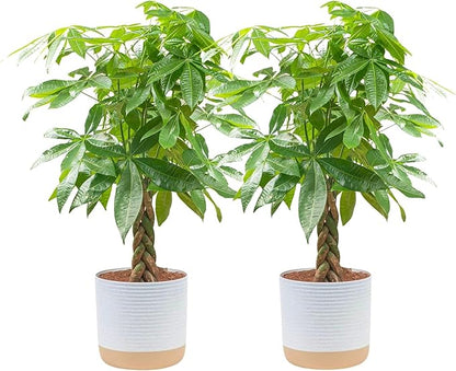 Costa Farms Money Tree Live Plants, Pack of 2 | Easy to Grow Indoor Houseplants in 10-Inch Plant Pots | 3-4 Feet Tall Bonsai | Home, Office, or Room Decor | Birthday, Housewarming Gift
