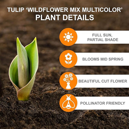 Garden State Bulb Wildflower Mix Multicolor Tulip Flower Bulbs, 6/+ cm, Fall Planting (Bag of 25)