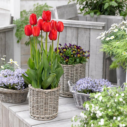 Garden State Bulb Darwin Hybrid Red Impression Tulip Bulbs, 12/+ cm, Fall Planting (Bag of 50)