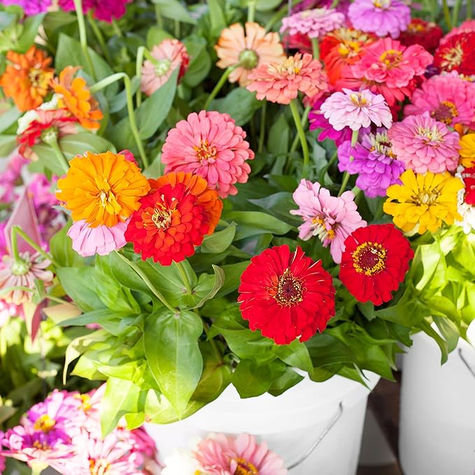 Back to The Roots 100% Organic Heirloom Seeds - Giant Zinnia Flowers Value Pack (420mg Total)