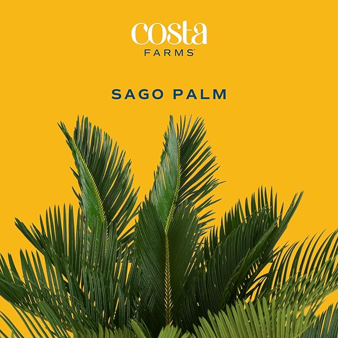 Costa Farms Sago Palm Live Plant | 2-3 Feet Tall | Easy to Grow Live Indoor Houseplant in 10-Inch Decorative Plant Pot | Unique Housewarming or Birthday Gift | Office, Room and Home Decor