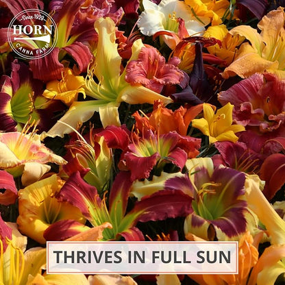 Double Charm Daylily Flower Bulbs – Double Lemon-Yellow Blooms – Easy-Grow, Drought-Tolerant Hardy Perennial for Full Sun (Zones 3–9) Fall Planting Spring Blooming