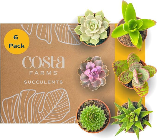 Costa Farms Live Succulents (Pack of 6) - Mini Succulent Plants, Grower's Choice Live Houseplants, Potted in Nursery Plant Pots, Potting Soil, Gift for Bulk Baby Shower, Bridal Shower, DIY Room Decor