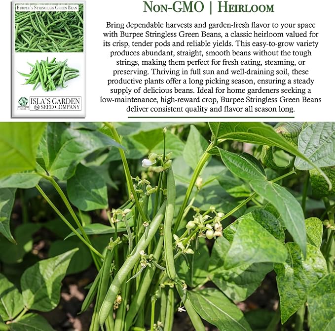 Burpee Stringless Green Bean Seeds (Phaseolus vulgaris) – 50+ Non-GMO Heirloom Seeds by Isla’s Garden Seeds, Crisp Tender Pods with No Strings, Easy to Grow for Raised Beds & Summer Harvests