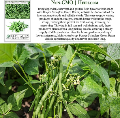 Burpee Stringless Green Bean Seeds (Phaseolus vulgaris) – 50+ Non-GMO Heirloom Seeds by Isla’s Garden Seeds, Crisp Tender Pods with No Strings, Easy to Grow for Raised Beds & Summer Harvests