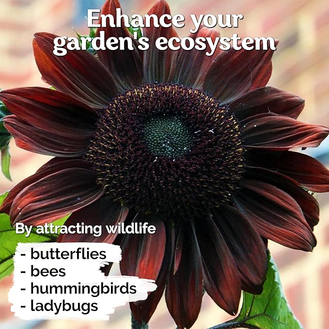 KVITER 75 Chocolate Cherry Sunflower Seeds to Plant (Helianthus annuus) – Heirloom Seed Non GMO Organic Sunflowers Variety, Long Vase-Life Blooms – Flower Seeds for Planting in Home Garden