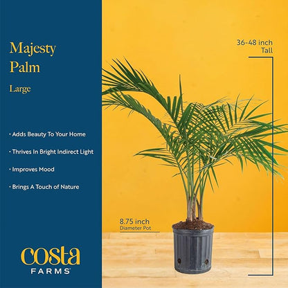 Costa Farms Majesty Palm Live Plant, Spring Decor, Giftable Plant Item, Indoor and Outdoor Live Palm Tree, Potted in Natural Pot, Tropical Patio, 3-4 Feet Tall