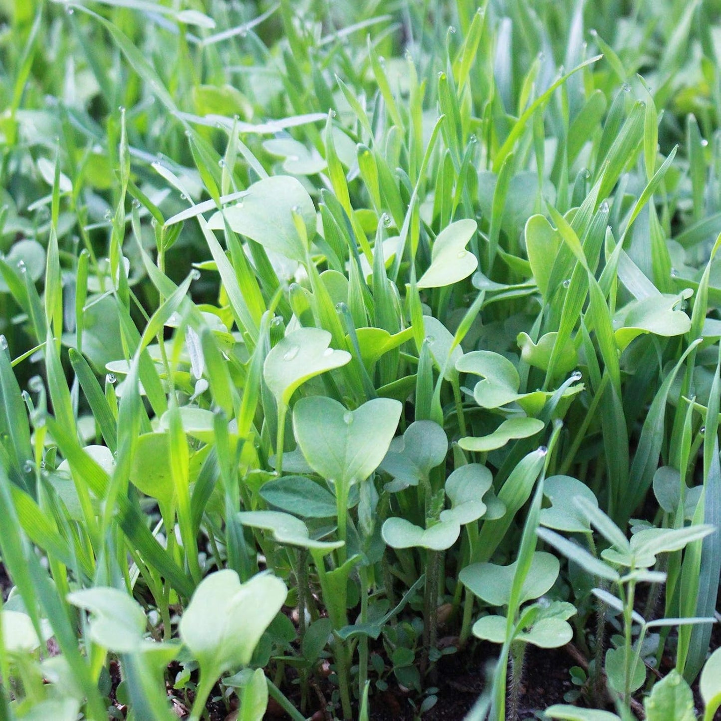 No-Till Farm and Garden Cover Crop Mix Seeds - 1 Lbs - Blend of Gardening Cover Crop Seeds: Hairy Vetch, Daikon Radish, Forage Collards, Triticale, More