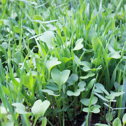 No-Till Farm and Garden Cover Crop Mix Seeds - 1 Lbs - Blend of Gardening Cover Crop Seeds: Hairy Vetch, Daikon Radish, Forage Collards, Triticale, More