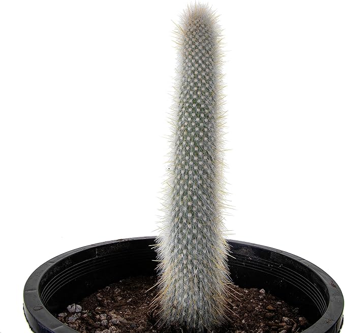 Cactus Outlet - Cactus Plants Live, Live Plants Outdoor & IndoorUse, Live Cactus, Silver Torch