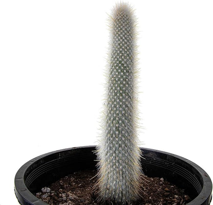 Cactus Outlet - Cactus Plants Live, Live Plants Outdoor & IndoorUse, Live Cactus, Silver Torch