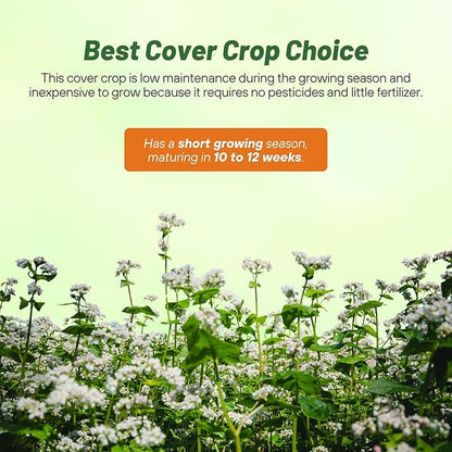 Outsidepride Buckwheat Seeds - 20lbs Annual, Fast-Growing, Easy to Grow Buckwheat Cover Crop Seeds for Green Manure, Bee Pasture & Pollinators, Wildlife Habitat, Soil Improvement, and Erosion Control