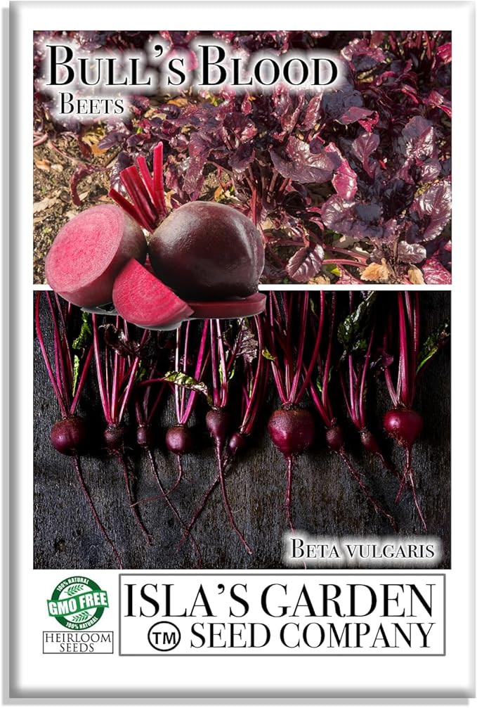 Bull's Blood Beet Seeds for Planting, 100+ Heirloom Seeds Per Packet, (Isla's Garden Seeds), Non GMO Seeds, Botanical Name: Beta vulgaris, Great Home Garden Gift