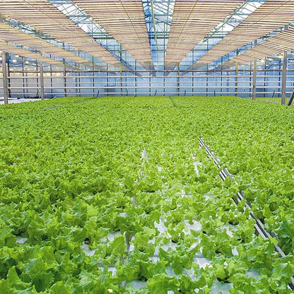 SZHLUX LED Grow Light for Indoor Plants, Dimmable Grow Light for Greenhouse (PTA1060W, 1060W)