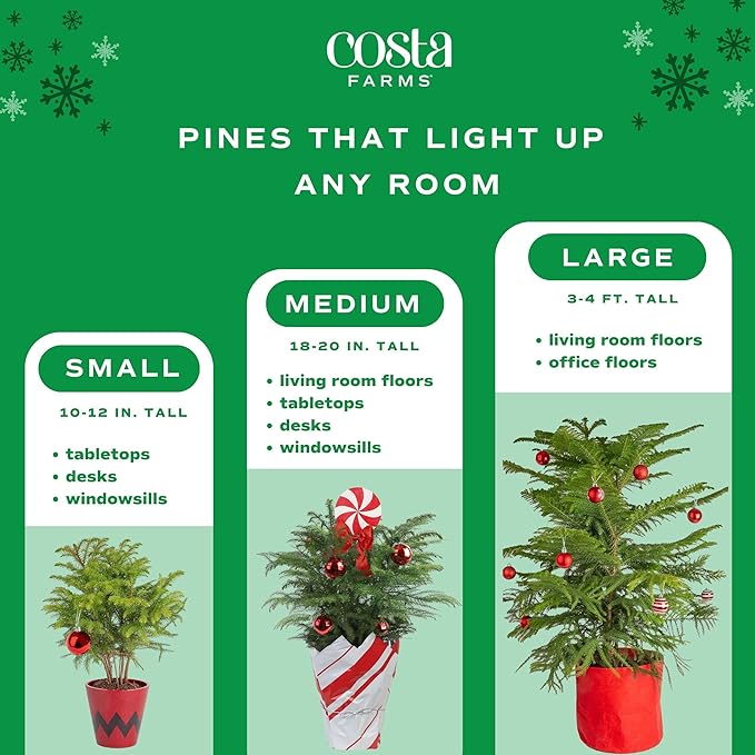 Costa Farms Live Christmas Tree, Large Norfolk Island Pine in Red Indoor Holiday Planter, DIY Christmas Decorations, Ornaments, Christmas Gift and Holiday Room Decor, 3 Feet Tall