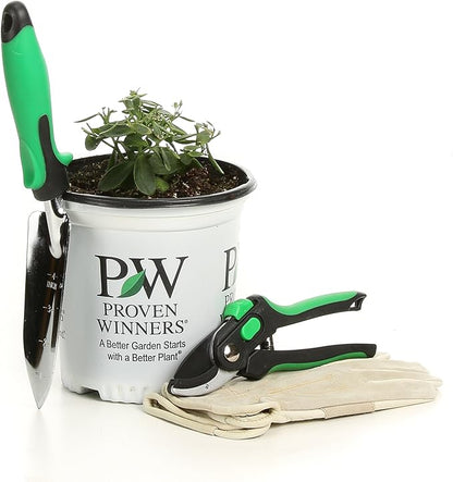 Rock 'N Grow Pure Joy Stonecrop (Sedum) Live Plant, Pink Flowers, 0.65 Gallon