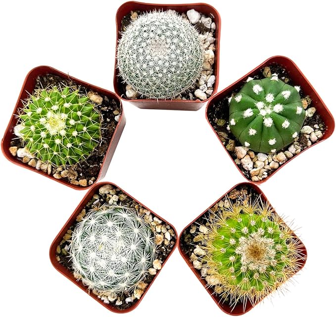 Sprout N Green Live Cactus Plants, 5 Pack Assorted Real Cacti Potted in 2" Starter Pot with Soil Mix, Rare Small Indoor House Plants for Home Garden Wedding Decor Party Favor