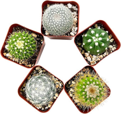 Sprout N Green Live Cactus Plants, 5 Pack Assorted Real Cacti Potted in 2" Starter Pot with Soil Mix, Rare Small Indoor House Plants for Home Garden Wedding Decor Party Favor