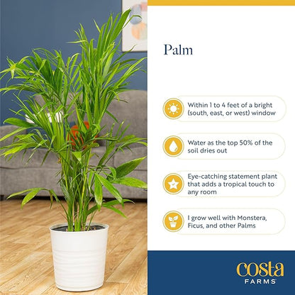 Costa Farms Bamboo Palm, Easy to Grow Houseplant, Live Indoor Plant Potted in Decor Plant Pot, Room or Office Decor, 3-4 Feet Tall