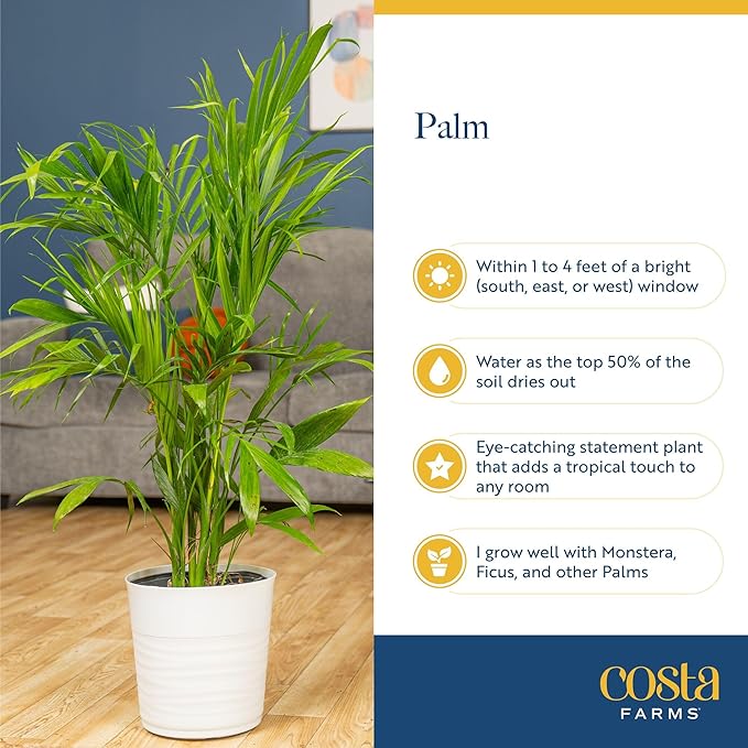 Costa Farms Majesty Palm Live Plant, Indoor and Outdoor Live Palm Tree, Potted in Premium Decor Planter, Tropical Patio, Balcony, Home Decor, Perfect House Plant Gift for Housewarming, 3-4 Feet Tall