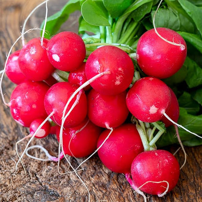 Back to The Roots 100% Organic Heirloom Seeds - 'Stuttgart Red Giant' Radish Value Pack (2.8g Total)