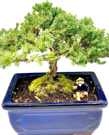 Live Dwarf Juniper Bonsai Tree 7 Year Old | Juniper or Jade Bonsai Tree | Indoor/Outdoor | 100% Handcrafted| Home and Office Décor | Best Gift for Holiday