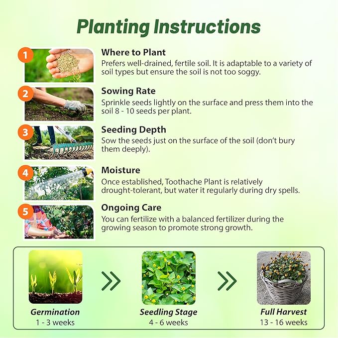 Outsidepride Toothache Plant Seeds - 5000 Pcs. Perennial, Easy to Grow & Pollinator Friendly, Herb Seeds for Planting Ornamental, Pompom-Shaped Yellow Blooms for Culinary Creations & Herb Gardens