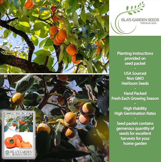 Date Plum Persimmon Tree Seeds (Diospyros Lotus) – 30+ Non-GMO & Heirloom Seeds, Exotic & Rare Fruit Tree, 80% Germination Rate, by Isla’s Garden Seeds, Unique Edible Landscape Addition