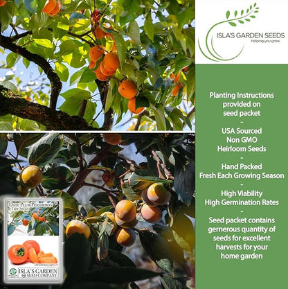 Date Plum Persimmon Tree Seeds (Diospyros Lotus) – 30+ Non-GMO & Heirloom Seeds, Exotic & Rare Fruit Tree, 80% Germination Rate, by Isla’s Garden Seeds, Unique Edible Landscape Addition