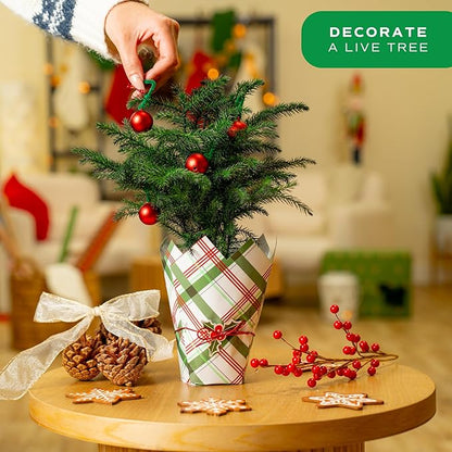Costa Farms Live Christmas Tree, Small Norfolk Island Pine Tree in Nursery Plant Pot, Potting Soil, Indoor Tree Decor, All Seasons Tabletop Holiday Home or Room Decor, 10-12 Inches Tall