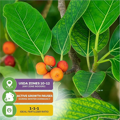 Audrey Fig (Banyan Tree) Live Plant - Ficus benghalensis by Wellspring Gardens - Easy-Care Ornamental Beauty, Perfect Sacred Starter Plant for Your Home & Garden Elegance