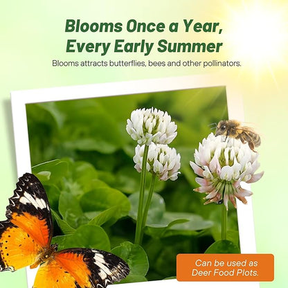 Outsidepride Perennial White Dutch Clover Seed - 2 lbs. Nitrocoated, Inoculated Clover Seeds for Lawn Alternative, Erosion Control, Food Plots, Ground Cover, & Pasture Mixtures in USDA Zones 3-10