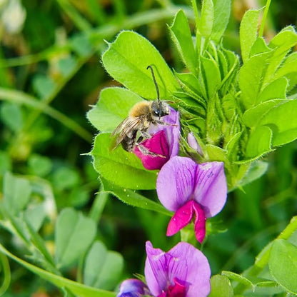 Cover Crop Seed Mix Organic - Pollinator & Bee Friendly Cover Crop Mix - 1 lb ~6,800 Seeds - Clover Cover Crop Blend - Includes Hairy Vetch Cover Crop Seeds, Crimson Clover, Peas, & Oats