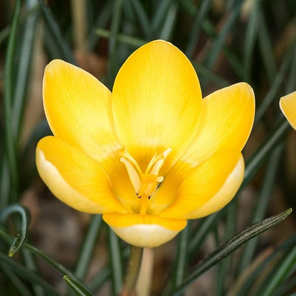 Easy to Grow Crocus Goldilocks 20 Plant Bulbs - Golden Yellow Flowers in Late Winter to Spring, Full Sun Outdoor Zones 3-8