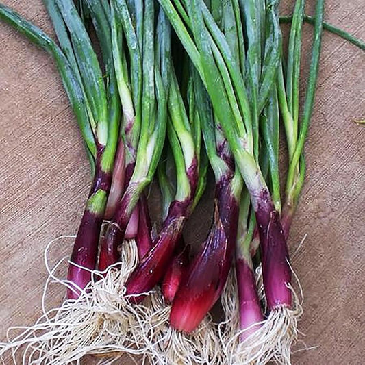 Green Onion Scallion Seeds Scarlet Bandito - Produces a Beautiful Scarlet red hue with flecks of White, Making Any Salad or Dish pop!