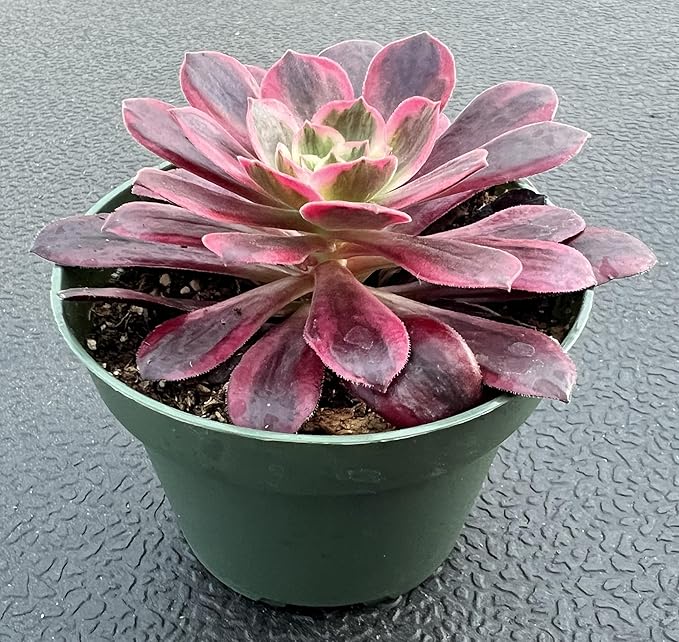 Sprout N Green Aeonium 'White Wedding Dress', Live Rare Succulent Potted 4" Planter, Real House Plant for Party Favors Home Indoor Outdoor Garden Wedding Decoration DIY Projects