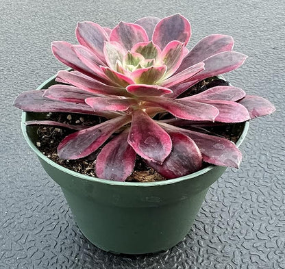 Sprout N Green Aeonium 'White Wedding Dress', Live Rare Succulent Potted 4" Planter, Real House Plant for Party Favors Home Indoor Outdoor Garden Wedding Decoration DIY Projects