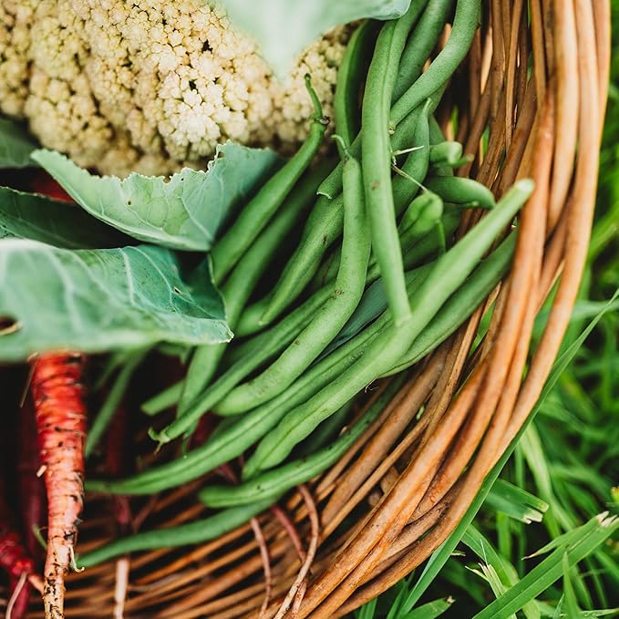 Jade Bush Green Bean - 50 Seeds - Heirloom Snap Variety, USA-Grown, Non-GMO Green Bean Seeds for Planting Outdoors in Containers or The Home Garden, Thresh Seed Company