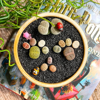 Lithops Large Random Mix Rare Live Succulent Plants, 30/50/100 Pcs 3 Years Bulk Succulent Live Plant, Bare Root Without Pot Soil, Garden Indoor, Plant Lover Gifts