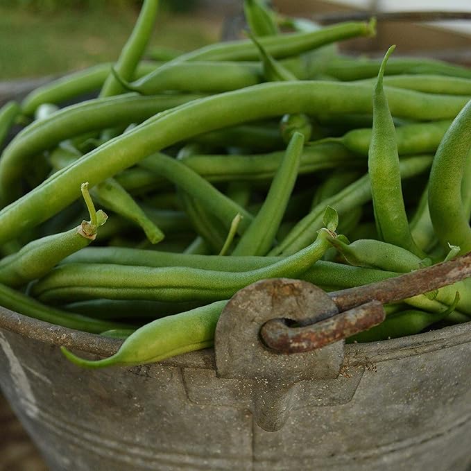 Jade Bush Green Bean - 50 Seeds - Heirloom Snap Variety, USA-Grown, Non-GMO Green Bean Seeds for Planting Outdoors in Containers or The Home Garden, Thresh Seed Company