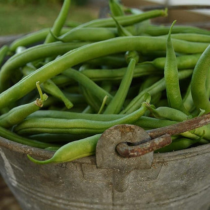 Jade Bush Green Bean - 50 Seeds - Heirloom Snap Variety, USA-Grown, Non-GMO Green Bean Seeds for Planting Outdoors in Containers or The Home Garden, Thresh Seed Company