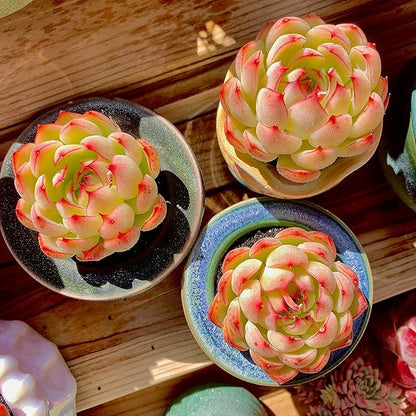 FWPP,Succulents Plants Live Echeveria Soul Fairy, Rare Pink 1 Head 2.5" Live Plant, Bare Root Without Pot Soil,Live Plants Indoor Wedding Party Baby Shower Decoration, Friend Plant Lovers Gifts