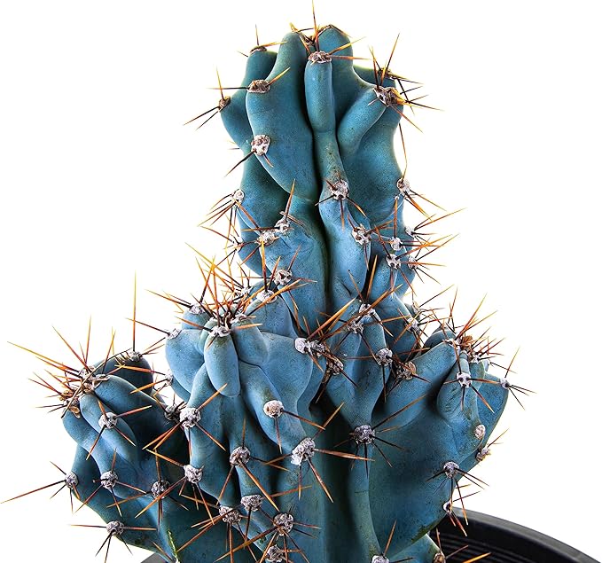 Cactus Outlet - Curiosity Cactus Plants Live, Live Plants Indoor & Outdoor Use, Live Cactus, 12”-18” - Rare Large Live Cactus - Landscape Ready Large Cactus Plant Live Delivered Right to Your Door