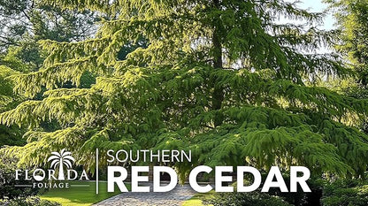 Southern Red Cedar | 1 Live 4 Inch Pot | Juniperus Virginiana Silicicola | Evergreen Privacy Trees | Native Landscape Plants