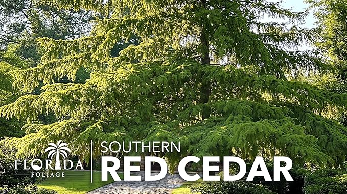 Southern Red Cedar | 30 Live Plants | Juniperus Virginiana Silicicola | Evergreen Privacy Trees | Native Landscape Plants