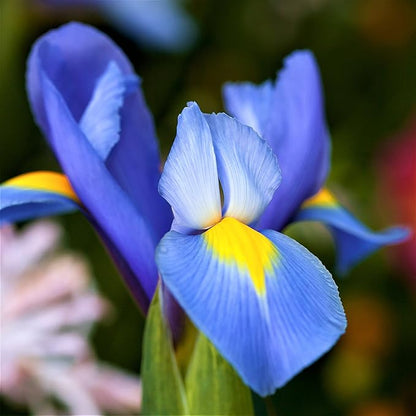 Easy to Grow Dutch Iris Blue Diamond 20 Plant Bulbs - Blue & Yellow Flowers in Spring to Summer, Full Sun Outdoor Zones 6-9